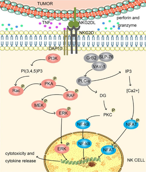 NK细胞激活总开关：NKG2D_南京南宫NG28生物
